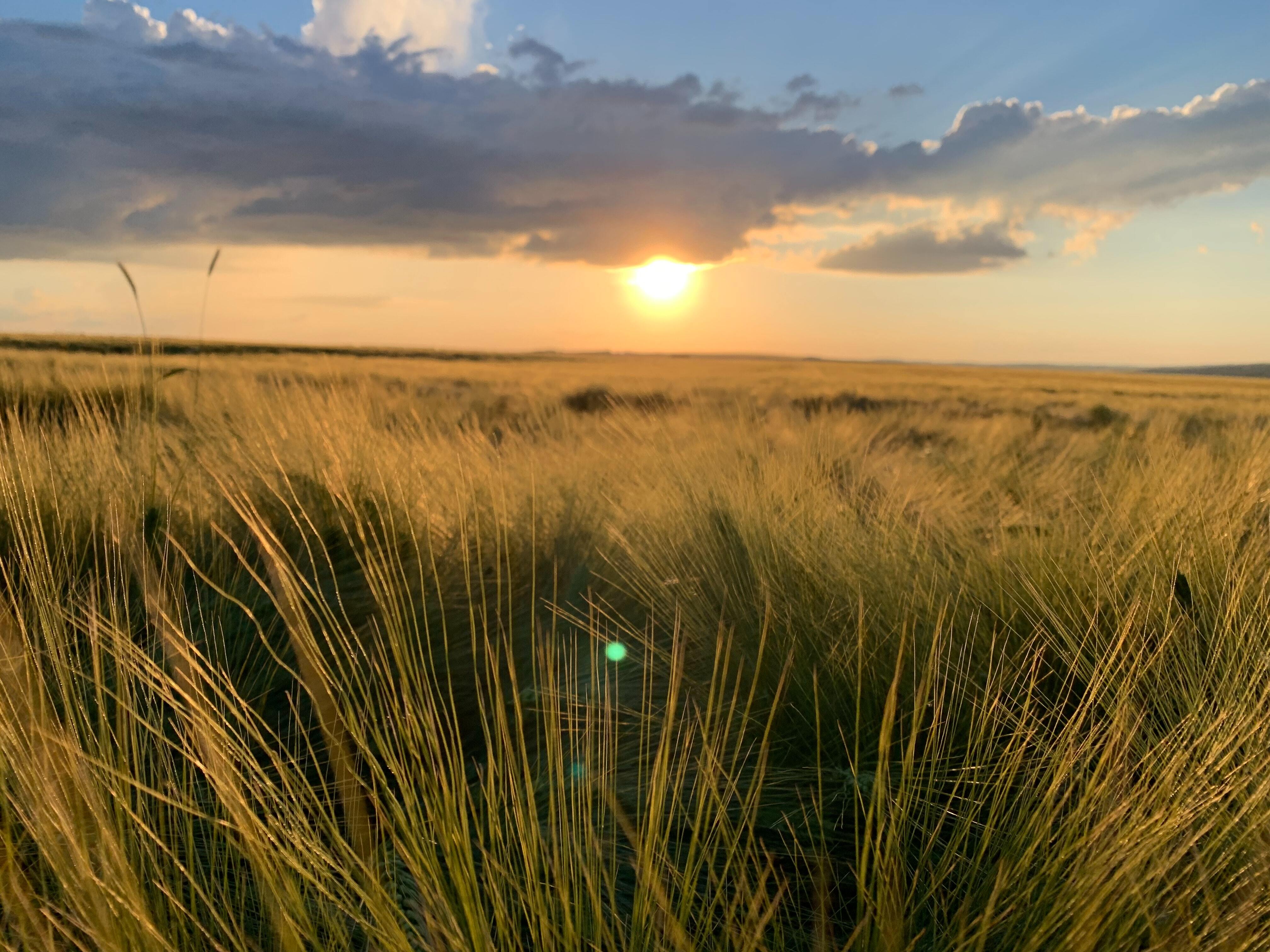 Three Continents And One Grass Field